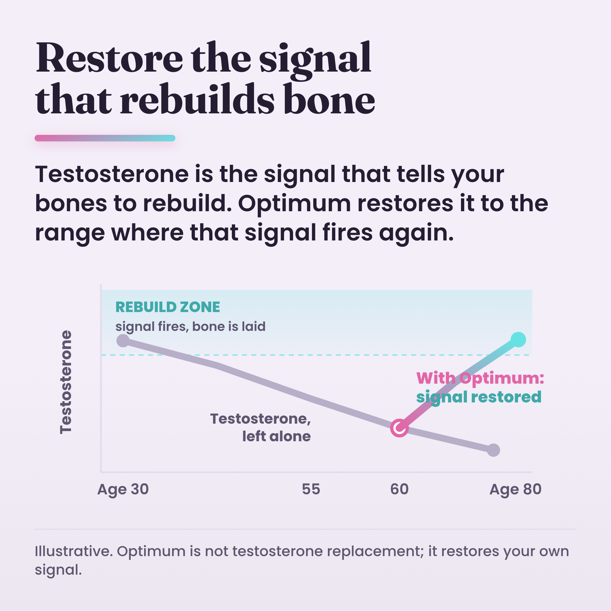 Restore the signal that rebuilds bone: testosterone declines with age, Optimum restores it to the range where the rebuild signal fires