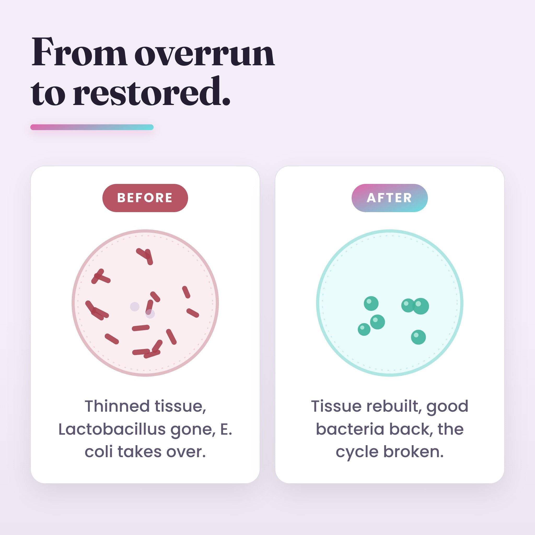 Urinary tissue overrun by E. coli, then healthy and restored